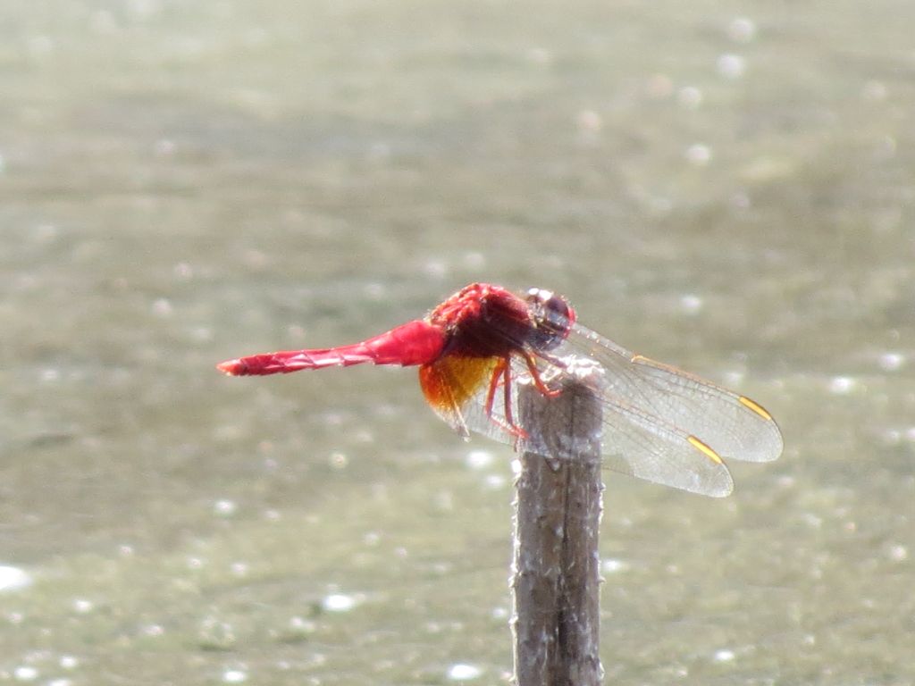 Shoujyou dragonfly